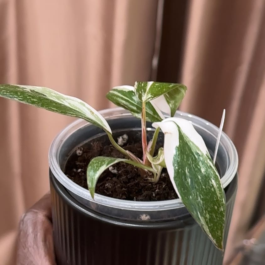 Photo of the plant species Philodendron Red Anderson by @NanaZar named Osmo on Greg, the plant care app