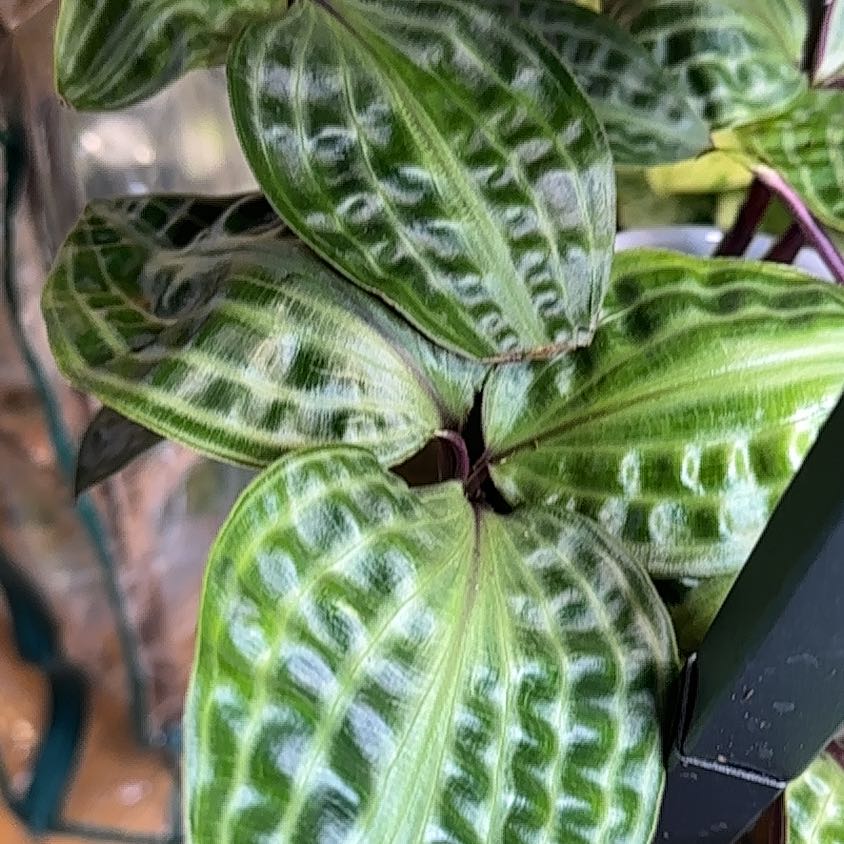 Photo of the plant species Jungle diva 'Roxie' by @NanaZar named Geogenanthus Poeppigii on Greg, the plant care app