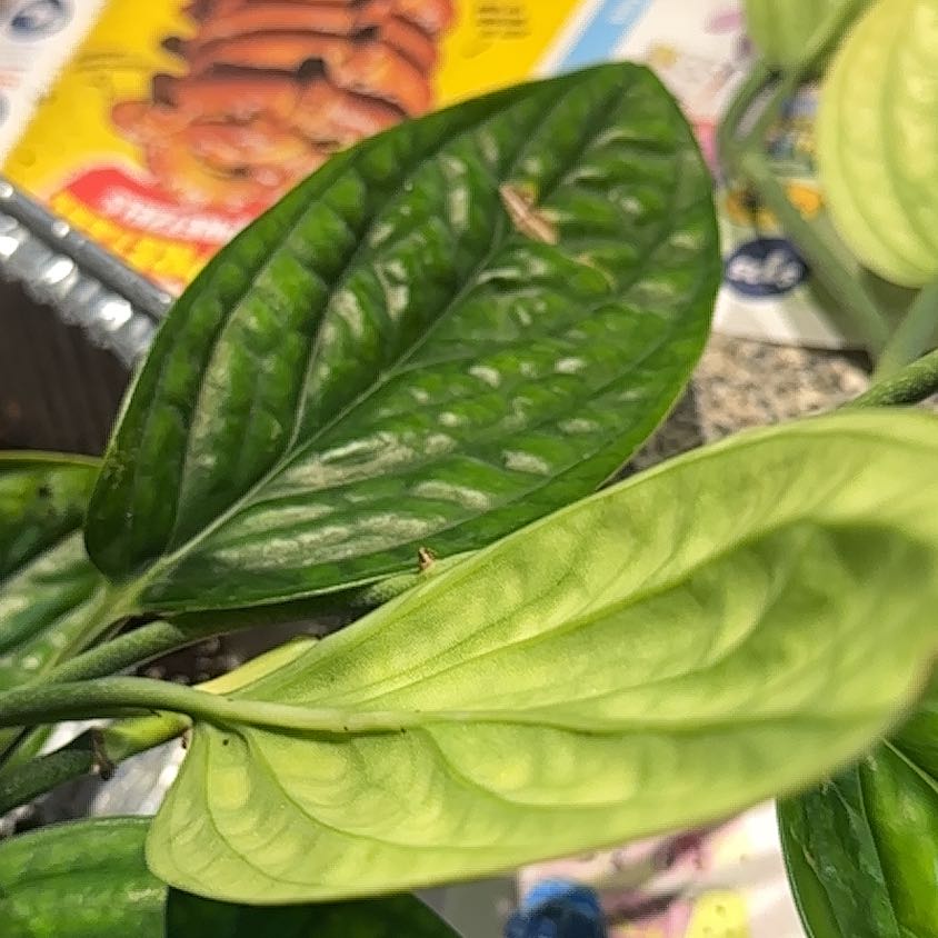 Photo of the plant species Monstera Peru by @NanaZar named Naomi on Greg, the plant care app