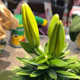 Photo of the plant species Lilium ‘Tiny Toons’ by @NanaZar named Ilse Asiatic lily on Greg, the plant care app