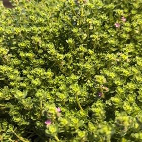 Photo of the plant species Breckland Thyme by @NanaZar named Thymus serpyllum ‘Pink chintz’ Thyme on Greg, the plant care app