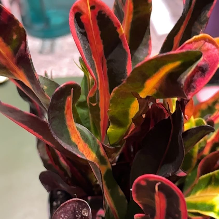 Photo of the plant species Croton Curly Boy by @NanaZar named Vodka rum Variegatum on Greg, the plant care app