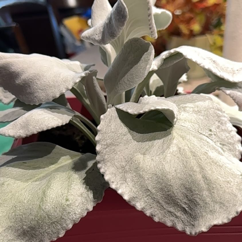 Photo of the plant species Angel Wings Senecio by @NanaZar named Senecio Candicans on Greg, the plant care app
