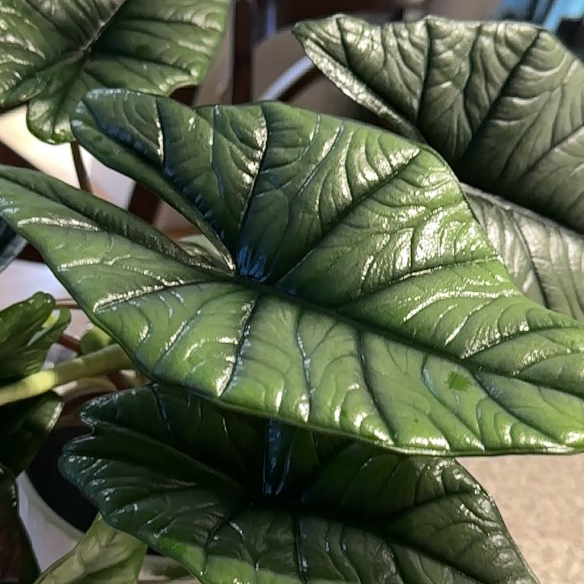 Photo of the plant species Alocasia 'Mythic Quicksilver' by @NanaZar named Alocasia Bismarck on Greg, the plant care app