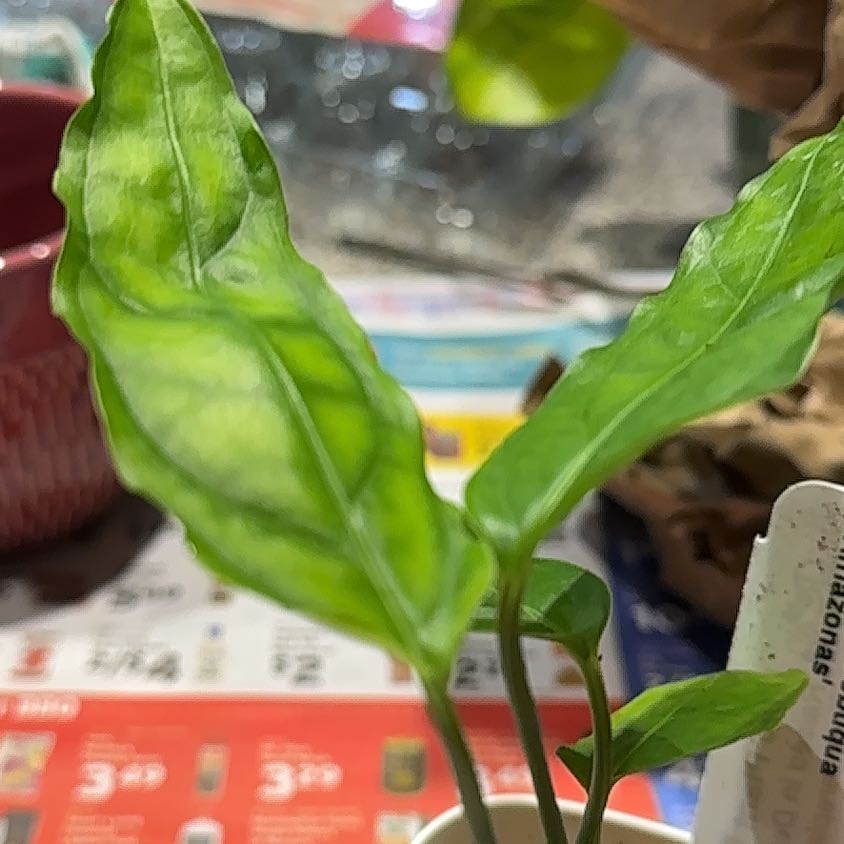 Photo of the plant species Monstera Obliqua Columbian Form by @NanaZar named ‘Amazonas’ on Greg, the plant care app