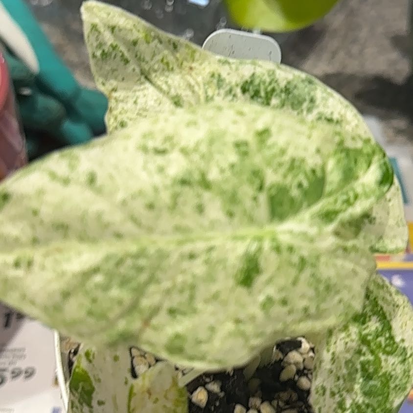 Photo of the plant species alocasia odora by @NanaZar named Alocasia Odora Batik variegated on Greg, the plant care app
