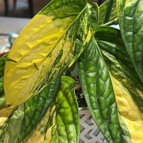 Photo of the plant species Monstera Peru by @NanaZar named Monstera Peru Veregated on Greg, the plant care app
