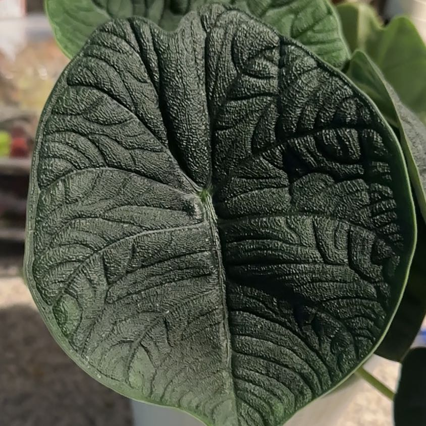Photo of the plant species Alocasia 'Rugosa' by @NanaZar named Alocasia melo on Greg, the plant care app