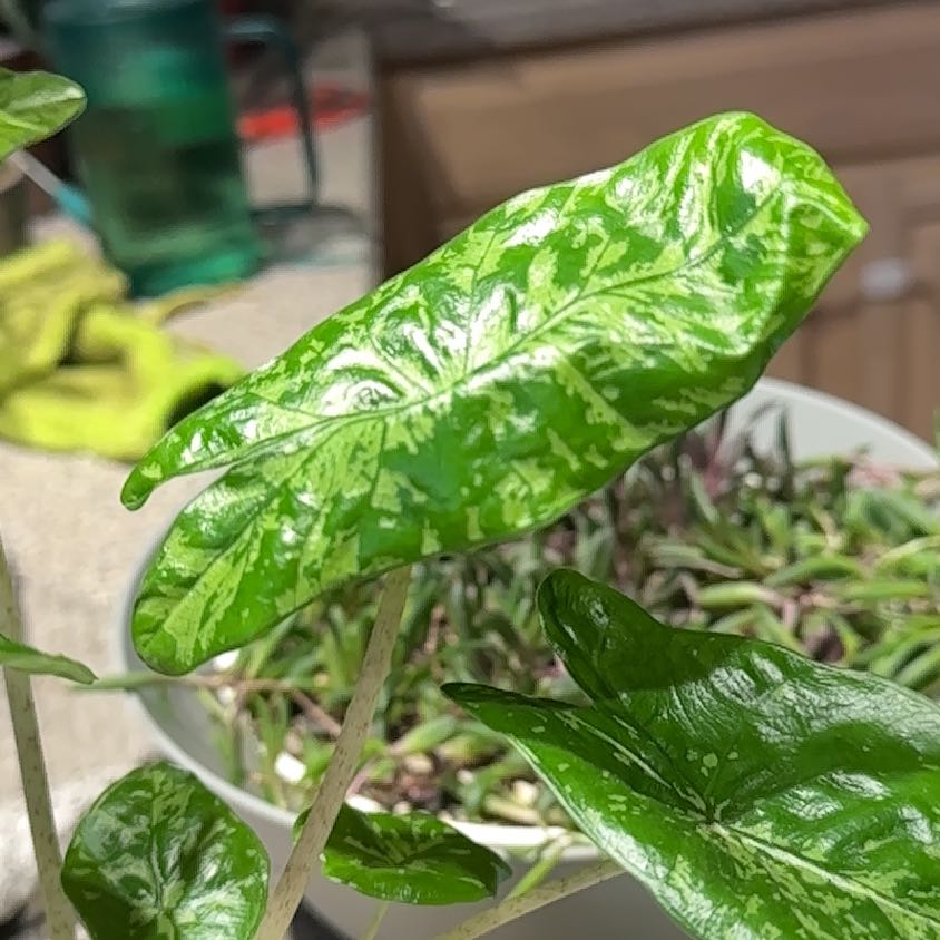 Photo of the plant species Alocasia Shattered Glass by @NanaZar named Gobi on Greg, the plant care app
