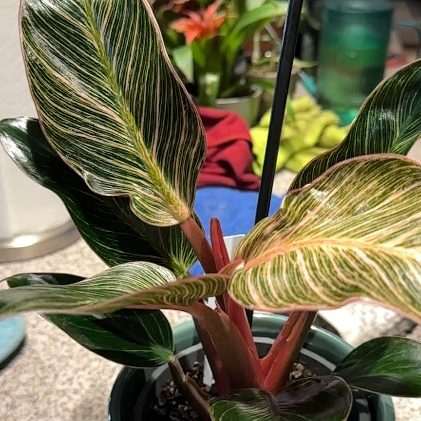 Photo of the plant species Pink Birkin Philodendron by @NanaZar named Mando on Greg, the plant care app