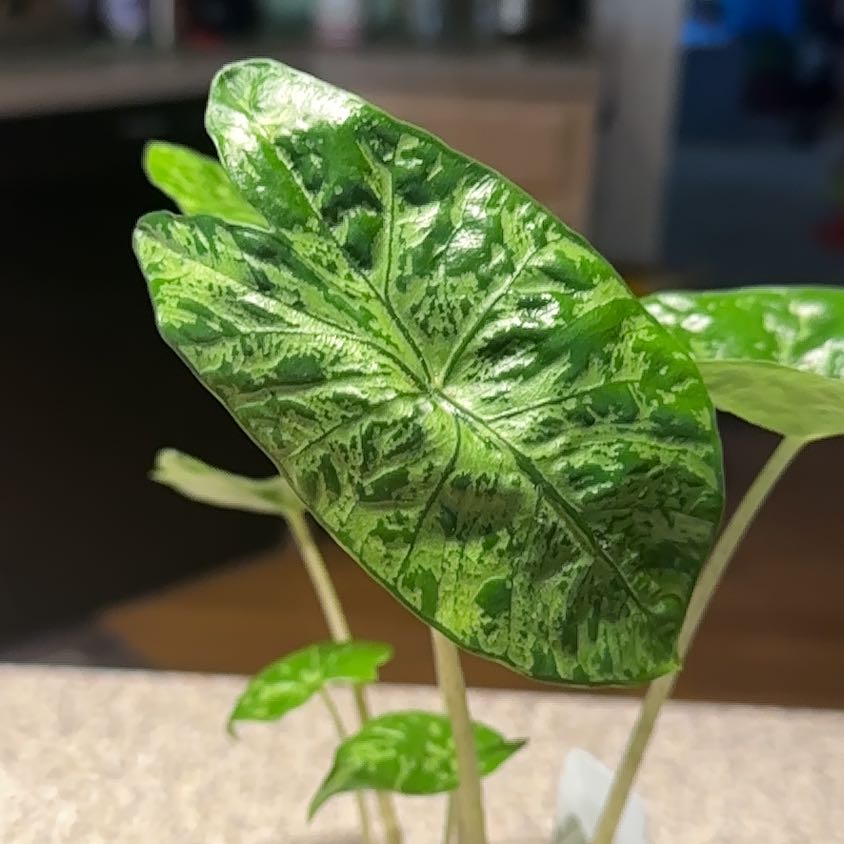 Photo of the plant species Alocasia Shattered Glass by @NanaZar named Michelle Branch on Greg, the plant care app