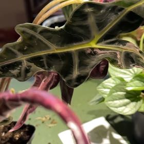 Photo of the plant species Alocasia by @NanaZar named Bella on Greg, the plant care app