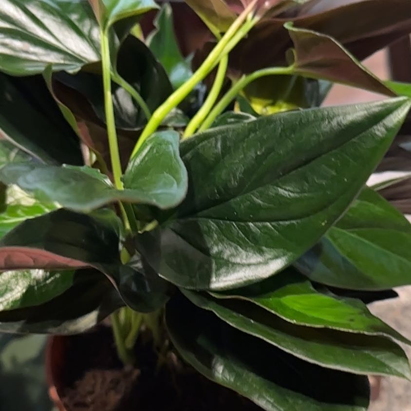 Photo of the plant species Arrowhead Vine 'Red Arrow' by @NanaZar named Aristotle on Greg, the plant care app