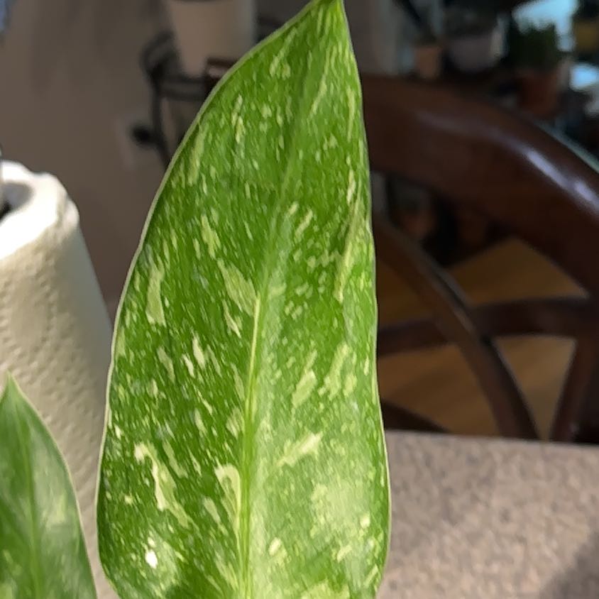 Photo of the plant species Philodendron 'Jose Buono' by @NanaZar named Surya on Greg, the plant care app
