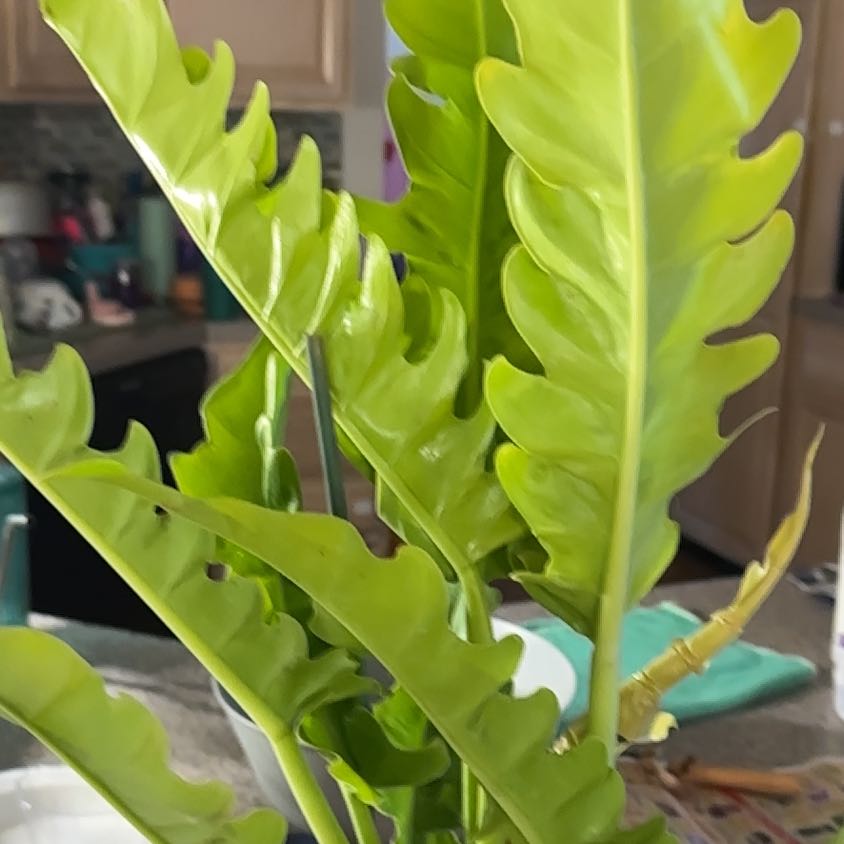 Photo of the plant species Philodendron 'Golden Saw' by @NanaZar named Philodendron Gergaji on Greg, the plant care app