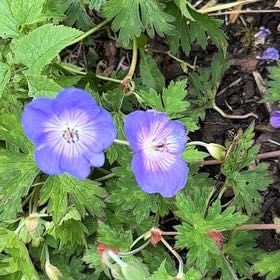 Photo of the plant species Woolly Geranium by @PiquantPlain54 named Clooney on Greg, the plant care app