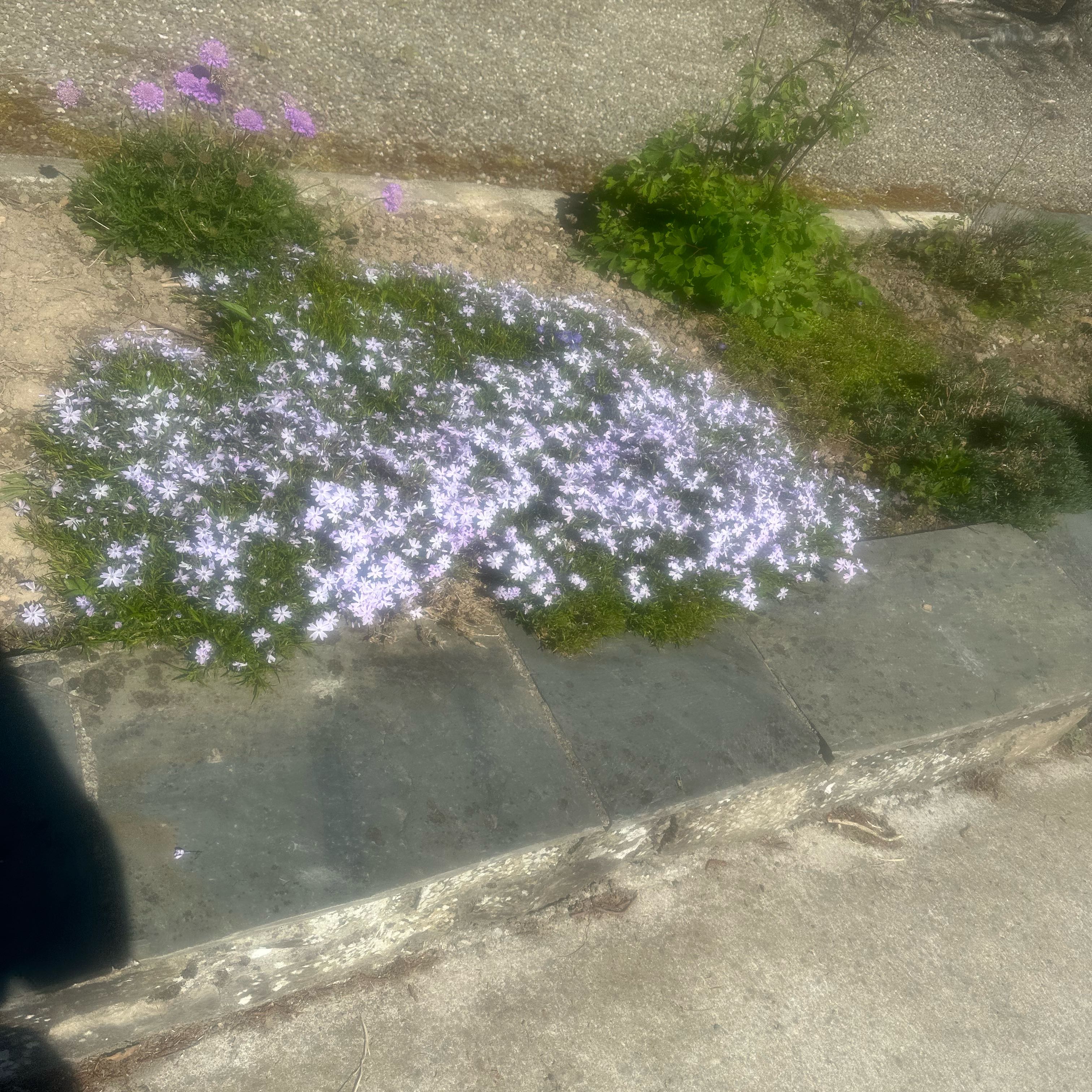 Photo of the plant species Mexican-Heather by @PiquantPlain54 named Elina on Greg, the plant care app