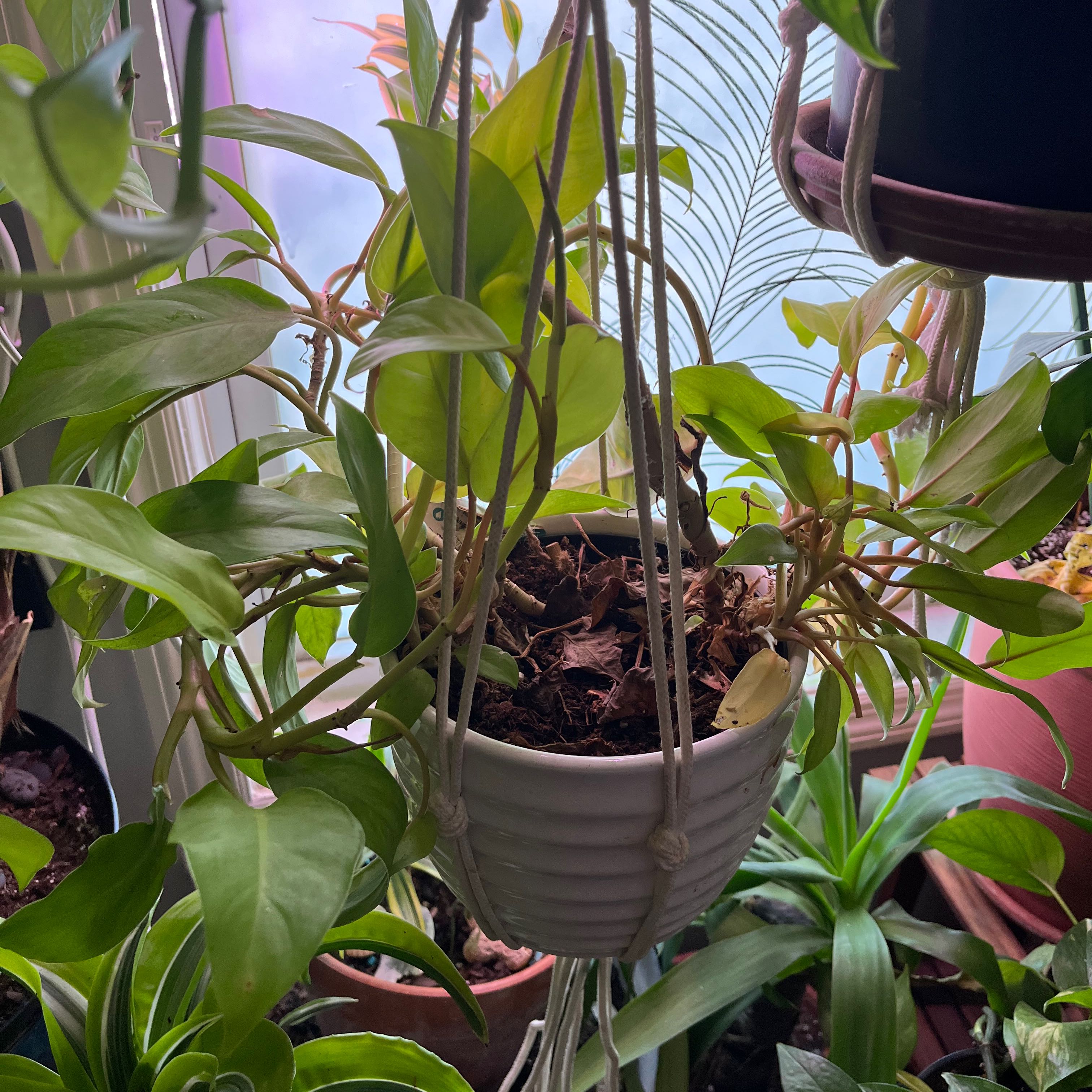 Golden Goddess Philodendron in a hanging pot with vibrant green leaves.