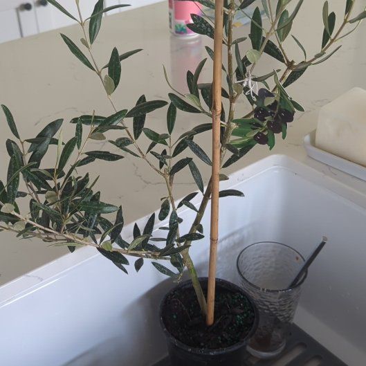 Photo of the plant species Arbequina Olive Tree by @TrustyBrakefern named Coco on Greg, the plant care app