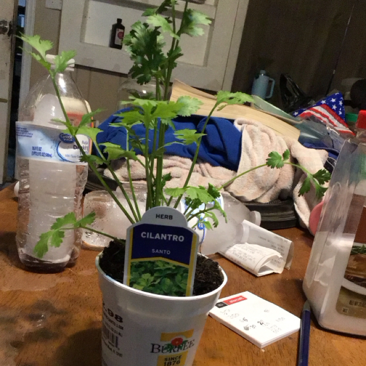 Photo of the plant species Cilantro 'Santo' by @FoxyPeanut3 named Dolores on Greg, the plant care app