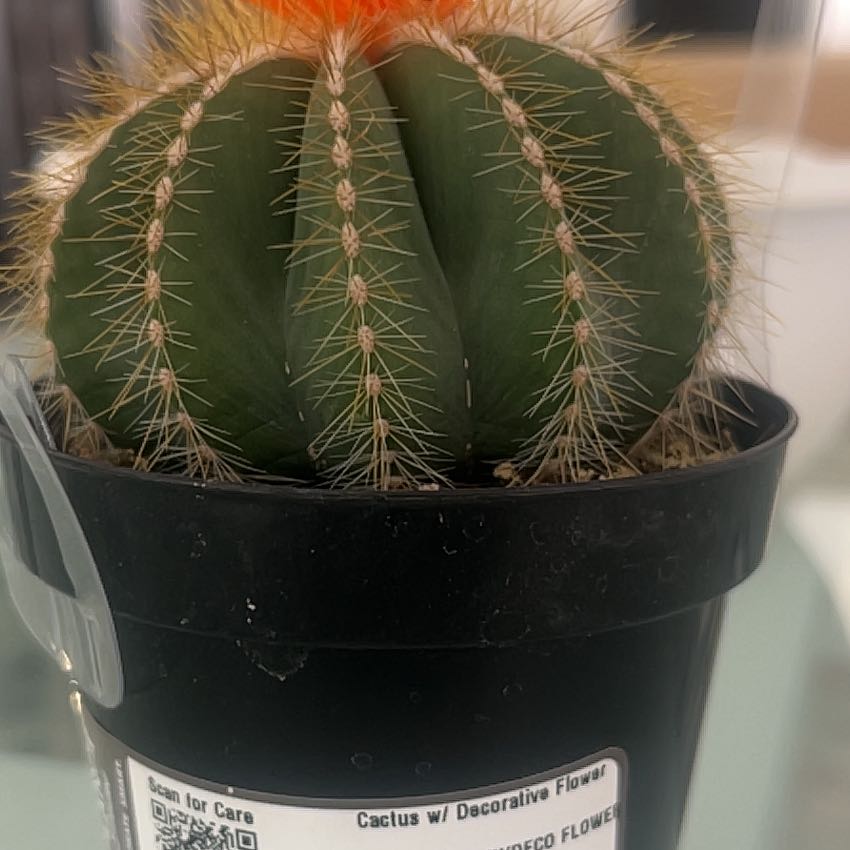 Plant care for Physalis subilsiana on Greg, the plant care app