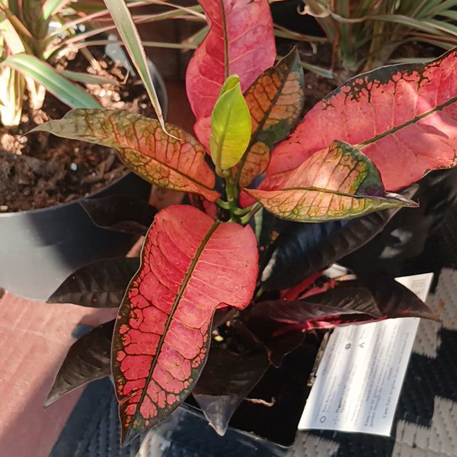 Photo of the plant species Iceton Croton by @PrettyJellypalm named Luna on Greg, the plant care app
