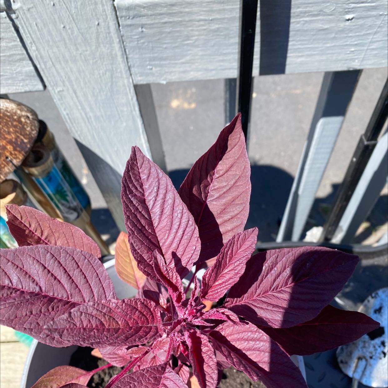 Mexican Grain Amaranth plant with deep red leaves in a pot, well-framed and in focus.
