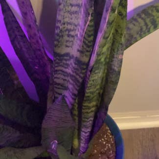 Snake Plant plant in Union City, New Jersey