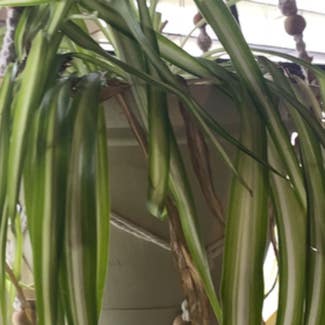 Spider Plant plant in Union City, New Jersey
