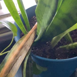 Snake Plant plant in Union City, New Jersey
