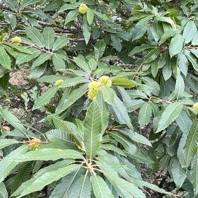 Photo of the plant species Spanish Chestnut by @QueenPomelo68 named Marley on Greg, the plant care app