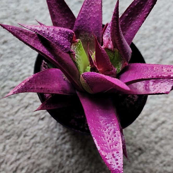 Photo of the plant species Kosmik Kaktus by @VastSoursop57 named Purple water eater on Greg, the plant care app