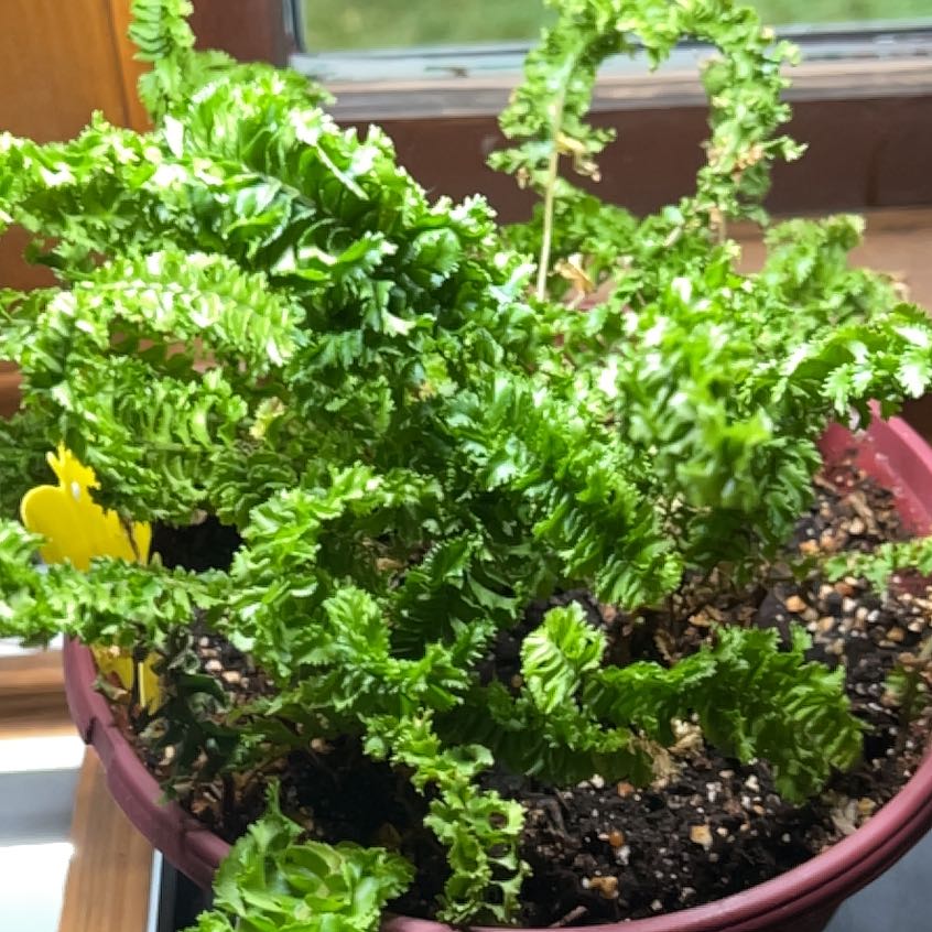 Photo of the plant species Emina Curly Boston Fern by @TunefulCactus96 named Keanu Leaves on Greg, the plant care app