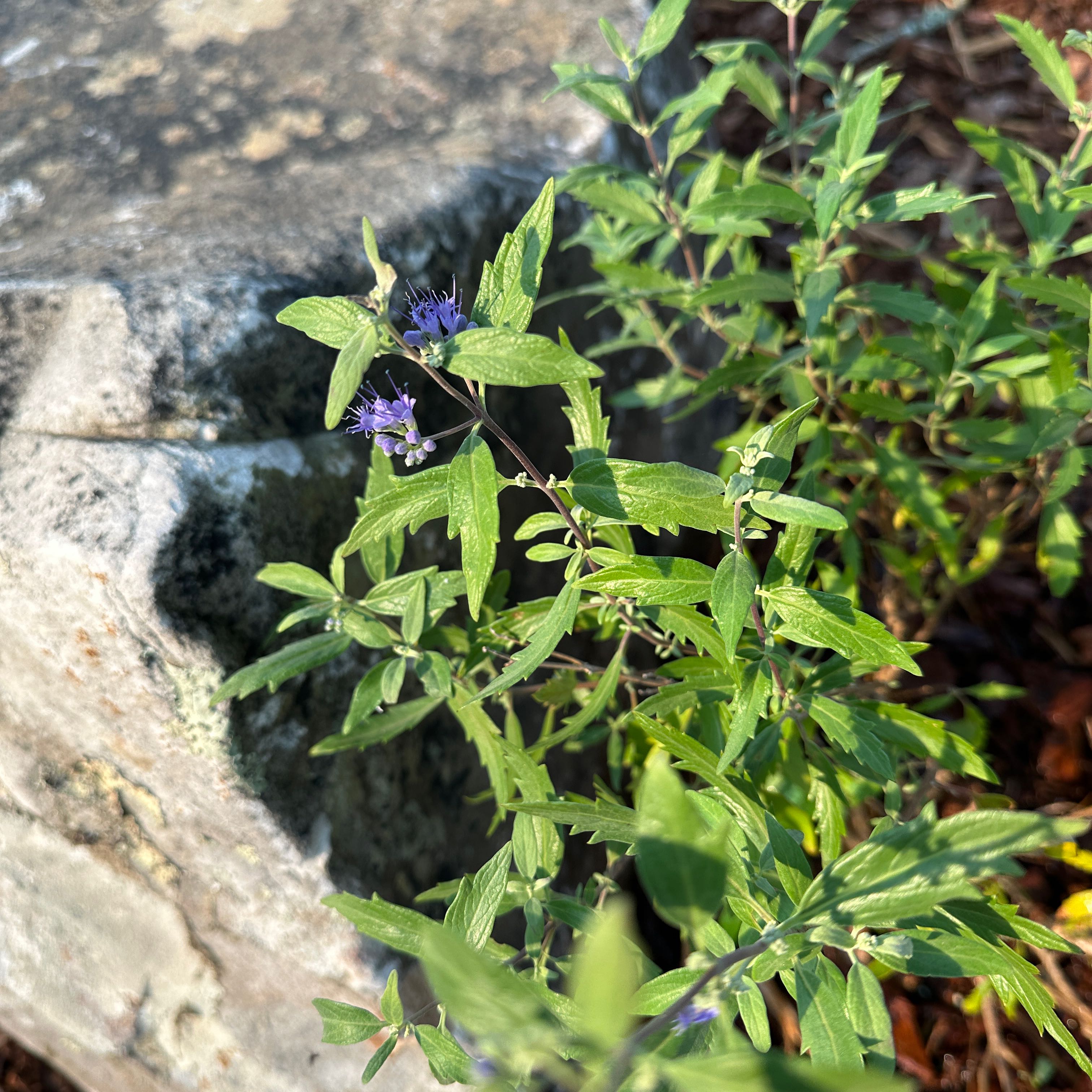 Photo of the plant species Gold Crest Bluebeard by @TopChamise58 named Sage on Greg, the plant care app