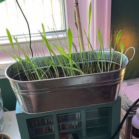Photo of the plant species Wild Barley by @PaperPaige25 named Bob Barley on Greg, the plant care app