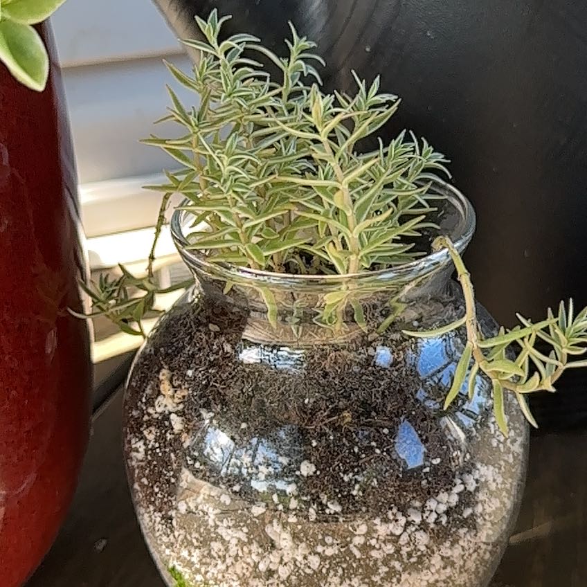 Photo of the plant species Stringy Stonecrop by @PaperPaige25 named ChloroPhil on Greg, the plant care app