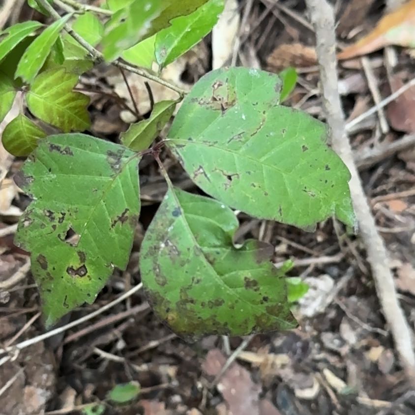 Photo of the plant species Poison Ivy by @ProThemiller64 named Cleopatra on Greg, the plant care app