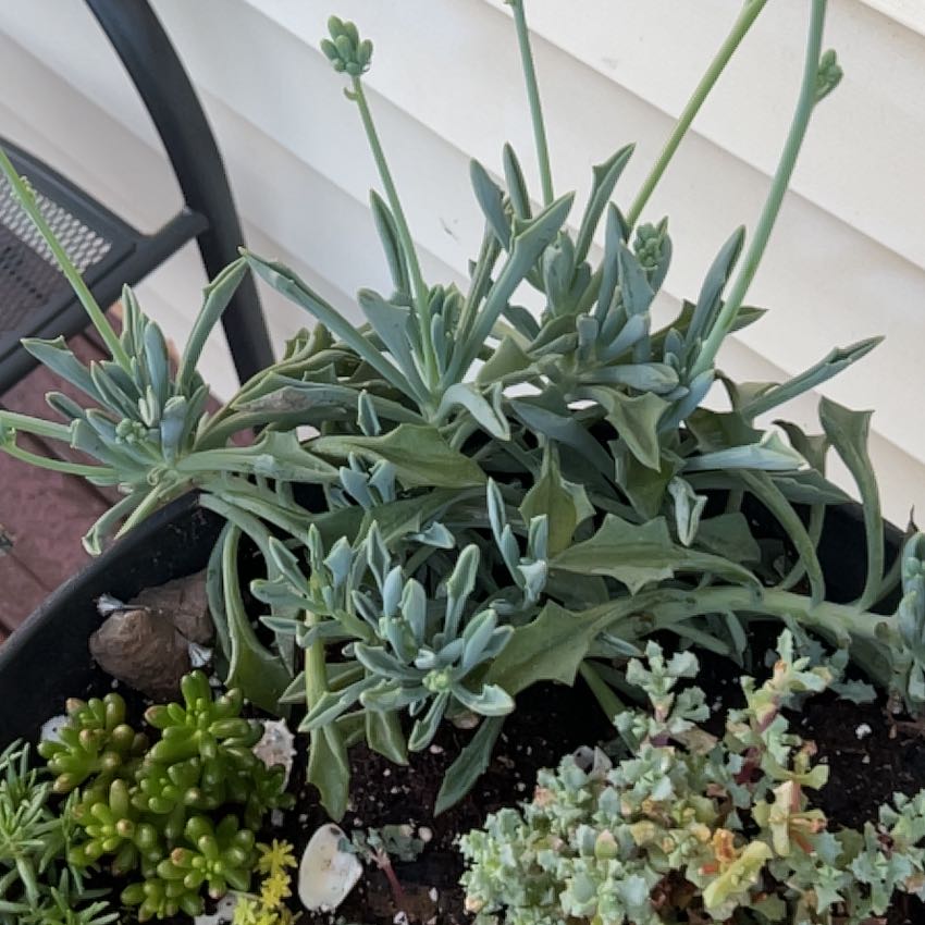Photo of the plant species Senecio kleiniiformis by @CreativeRye46 named Elina on Greg, the plant care app