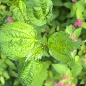 Photo of the plant species Virgin's Bower by @OpulentFern47 named Hamilton on Greg, the plant care app