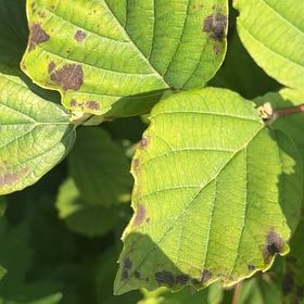 Photo of the plant species Kudzu by @OpulentFern47 named Surya on Greg, the plant care app