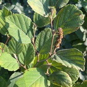 Photo of the plant species Green Alder by @OpulentFern47 named Nithin on Greg, the plant care app