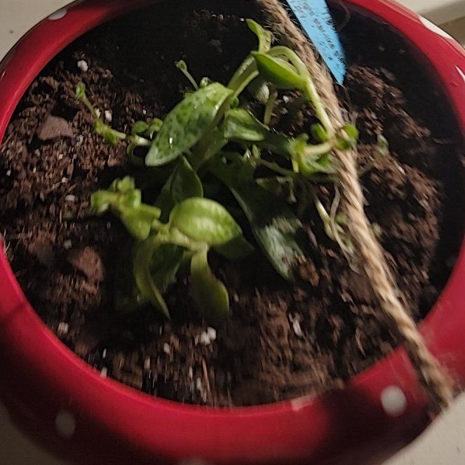 Photo of the plant species Tiger Jade Succulent by @HeadBilberry92 named Tigara on Greg, the plant care app