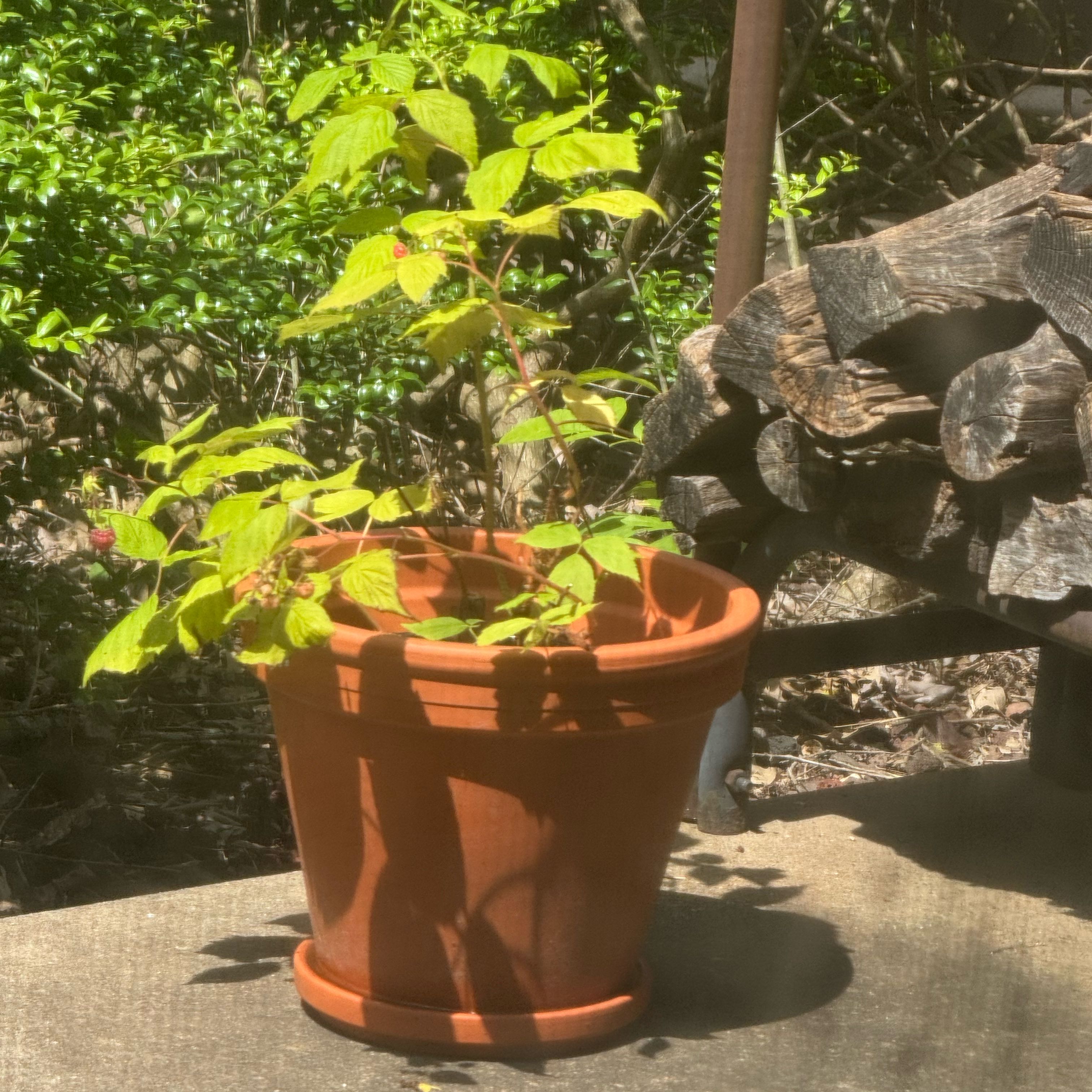 Photo of the plant species Red Raspberry by @GratefulCanna56 named Fernie Mac on Greg, the plant care app