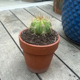 Photo of the plant species Argentine Giant by @RichlyBogbirch named Lola on Greg, the plant care app