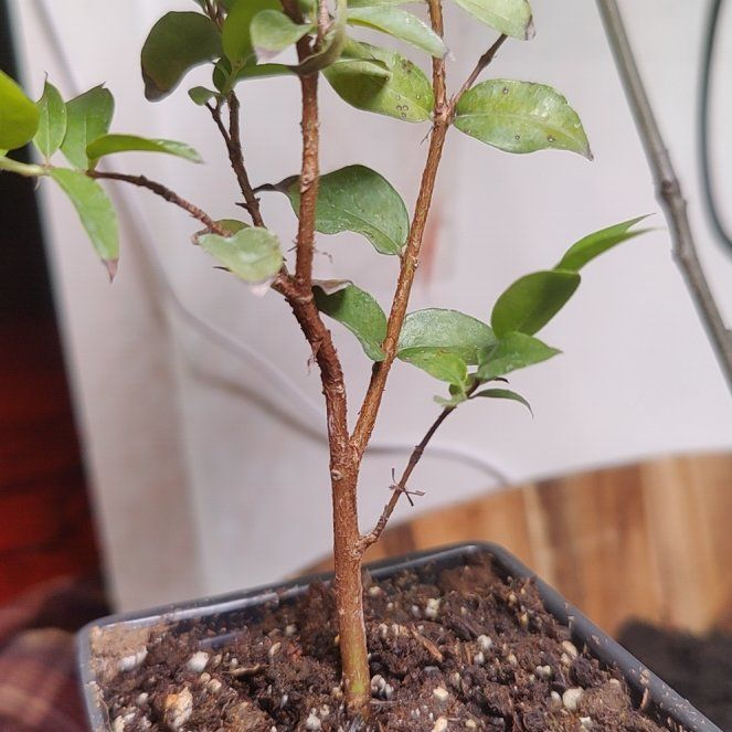 Photo of the plant species Jabuticabeira by @HotPaleyucca96 named Jabuticaba on Greg, the plant care app