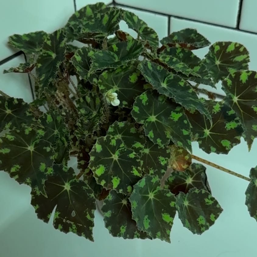 Photo of the plant species Eyelash Begonia by @HarveyRabbit named Foxxy on Greg, the plant care app