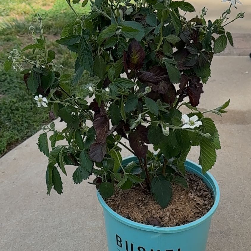 Photo of the plant species Bushel and Berry Baby Cakes by @HarveyRabbit named Babycakes on Greg, the plant care app