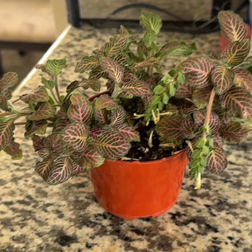 Photo of the plant species Red Vein Fittonia by @HarveyRabbit named Mr. Foreman on Greg, the plant care app