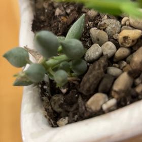 Photo of the plant species String of Tears by @ElderAgarito95 named Diana on Greg, the plant care app