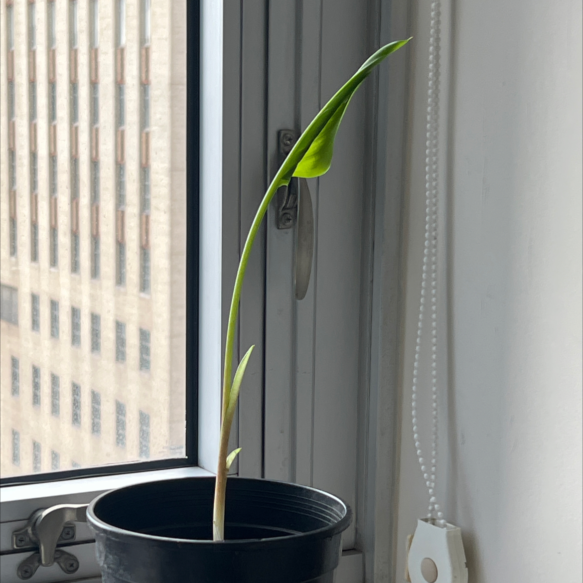 Photo of the plant species Garden Tulip by @DiverseBegonia named Eva on Greg, the plant care app